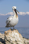standing Dalmatian Pelican