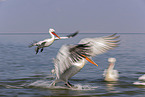 Dalmatian Pelicans