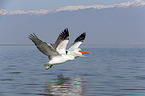 flying Dalmatian Pelicans