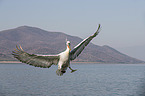 flying Dalmatian Pelican