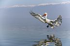 flying Dalmatian Pelican