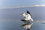 flying Dalmatian Pelicans