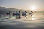 Dalmatian Pelicans