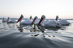 swimming Dalmatian Pelicans