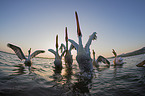 Dalmatian Pelicans