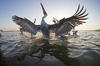 Dalmatian Pelicans