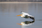 flying Dalmatian Pelican