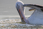 swimming Dalmatian Pelican