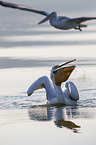 Dalmatian Pelicans