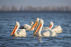 swimming Dalmatian Pelicans