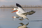 flying Dalmatian Pelicans