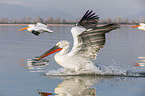 flying Dalmatian Pelicans