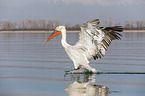 flying Dalmatian Pelican