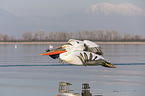 flying Dalmatian Pelican