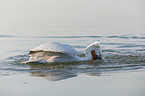 swimming Dalmatian Pelican