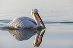 swimming Dalmatian Pelican