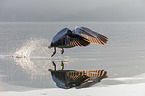 flying Dalmatian Pelican