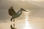 flying Dalmatian Pelican