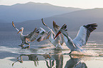 flying Dalmatian Pelicans