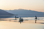 swimming Dalmatian Pelicans