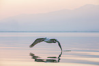 flying Dalmatian Pelican