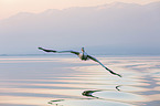 flying Dalmatian Pelican