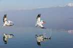 flying Dalmatian Pelicans