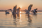 Dalmatian Pelicans