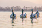 swimming Dalmatian Pelicans