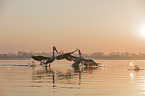 flying Dalmatian Pelicans