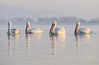 swimming Dalmatian Pelicans