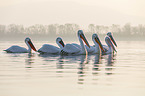 swimming Dalmatian Pelicans