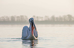 swimming Dalmatian Pelican