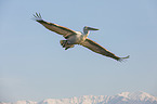 flying Dalmatian Pelican