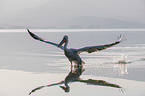 flying Dalmatian Pelican