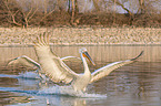 flying Dalmatian Pelicans