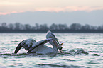 swimming Dalmatian Pelican