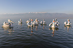 swimming Dalmatian Pelicans