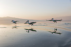 flying Dalmatian Pelicans