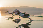 flying Dalmatian Pelicans