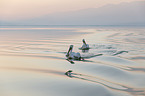 swimming Dalmatian Pelicans