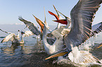 Dalmatian Pelicans