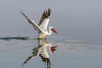 flying Dalmatian Pelican