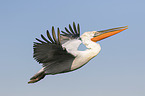 flying Dalmatian Pelican