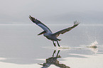 flying Dalmatian Pelican