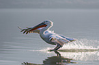 flying Dalmatian Pelican