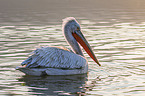 swimming Dalmatian Pelican