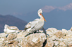 Dalmatian pelicans