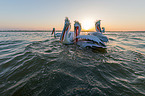 Dalmatian pelicans