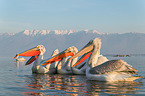 Dalmatian pelicans